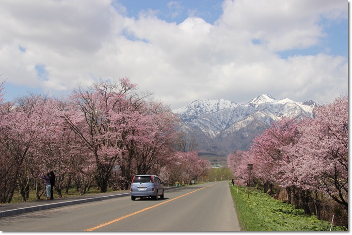 美唄と富良野の桜_f0146493_21143184.jpg