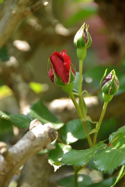 こんなお花も咲いています♪_a0053796_2013174.jpg