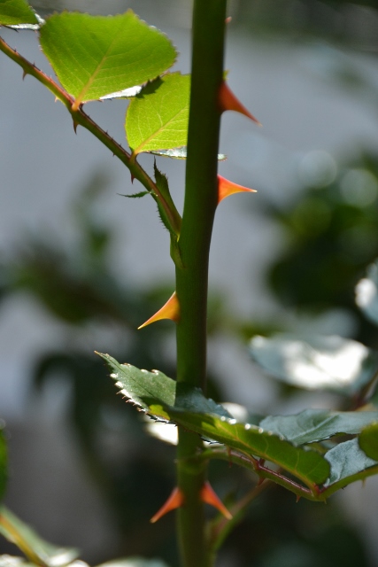 こんなお花も咲いています♪_a0053796_2013889.jpg