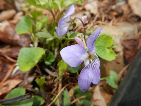 スミレの花_e0120896_06490913.jpg