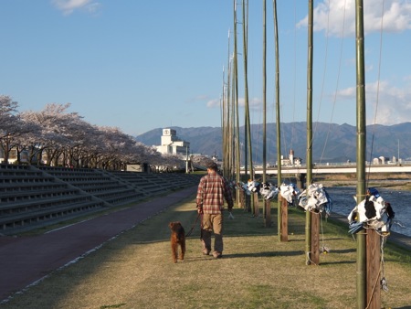 石和へワンとお花見（お花見２０１４，その５）_a0218499_15553882.jpg