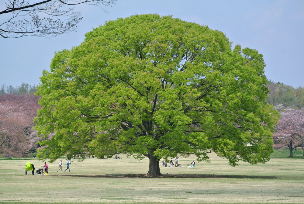 昭和記念公園 春_b0144301_02100135.jpg