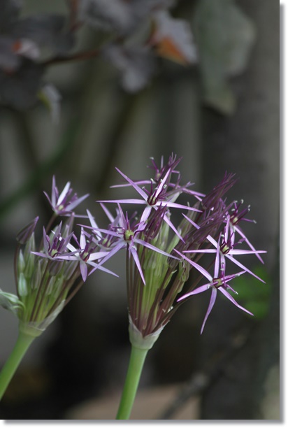 アリウム クリストフィ 花木花壇 小さな庭で