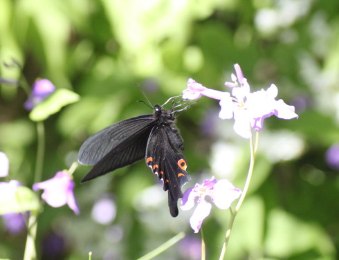 埼玉北部 カラスアゲハ他2014/05/04③_d0251807_19505621.jpg