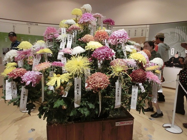 100種類の菊が1本の台木から同時に満開! 浜名湖花博2014「徳川園芸館」_f0141310_7185219.jpg