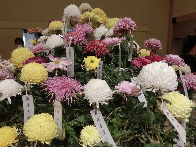 100種類の菊が1本の台木から同時に満開! 浜名湖花博2014「徳川園芸館」_f0141310_719264.jpg