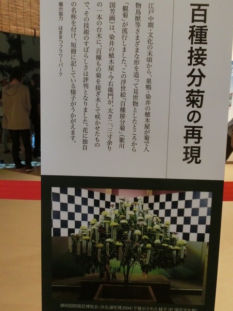 100種類の菊が1本の台木から同時に満開! 浜名湖花博2014「徳川園芸館」_f0141310_719567.jpg