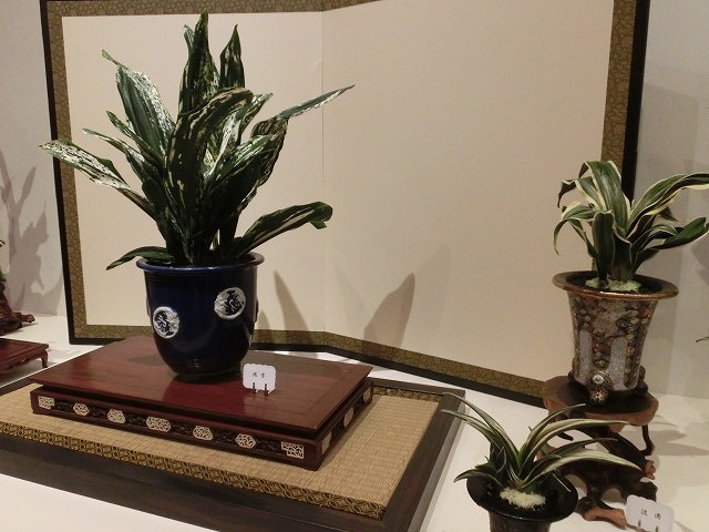 100種類の菊が1本の台木から同時に満開! 浜名湖花博2014「徳川園芸館」_f0141310_721286.jpg