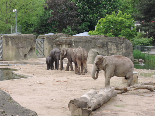 ケルン動物園のゾウの家族_f0218012_21243977.jpg