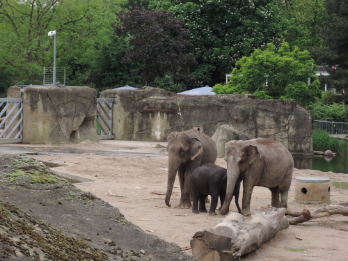 ケルン動物園のゾウの家族_f0218012_21255125.jpg