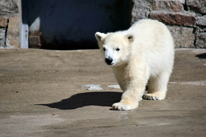 ウスラーダの16頭目の赤ちゃんの行動が示すその性別の予想_a0151913_2119175.jpg