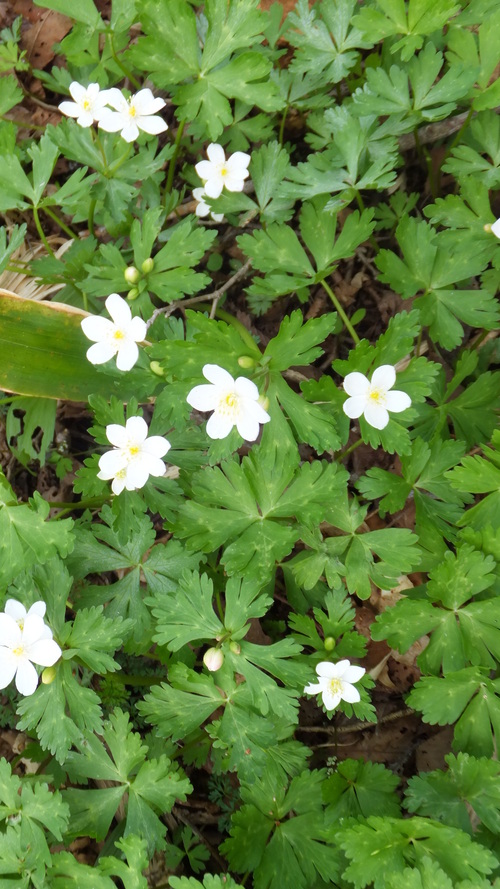 ジーチヤンとヨーとのプチ花見_b0300818_12245994.jpg