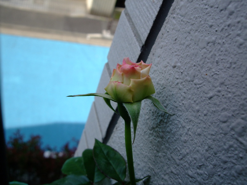 f0243726_8241040.jpg