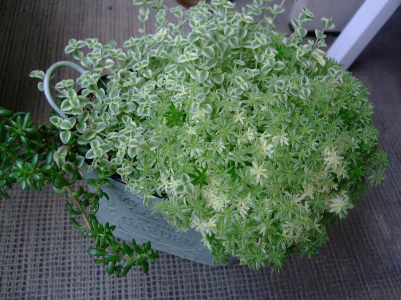 f0243726_8275791.jpg