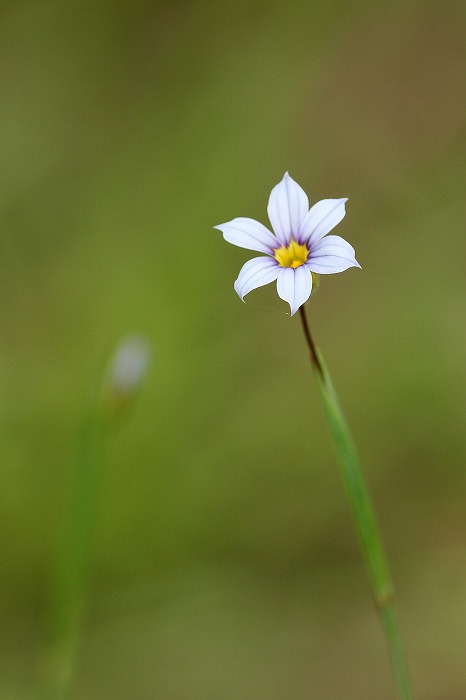 野の花（わたしのお気に入り）_f0327034_15244690.jpg