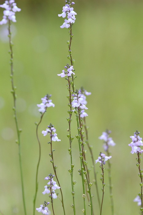 野の花（わたしのお気に入り）_f0327034_15245151.jpg