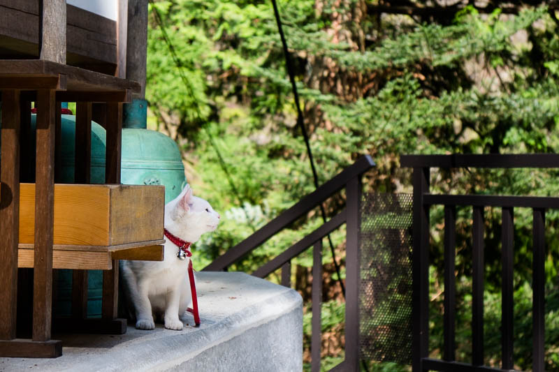 神社で逢った動物いろいろ。_a0167638_2240255.jpg