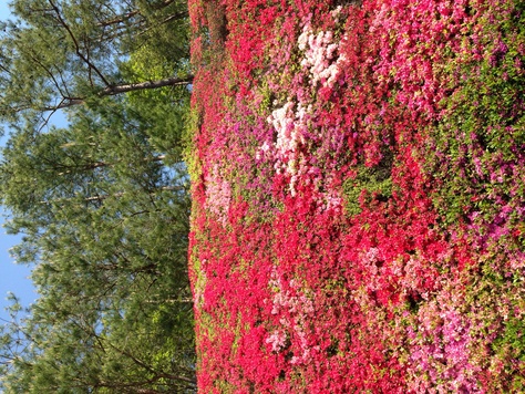 遅かった！豊田つどいの丘キリシマツツジ(｡-_-｡)_f0228539_9391413.jpg