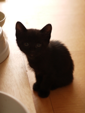 ちんちくりん猫 てぃぁら編。_a0143140_23593199.jpg