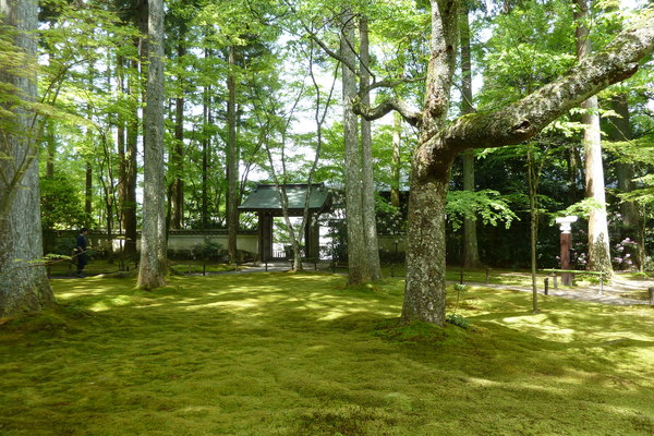 目に青葉・・・・_c0152341_13201451.jpg