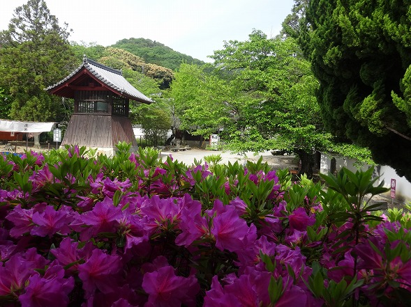 當麻寺のツツジと藤の花_b0299042_23385916.jpg