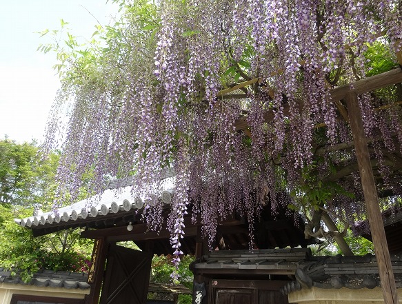 當麻寺のツツジと藤の花_b0299042_23391692.jpg