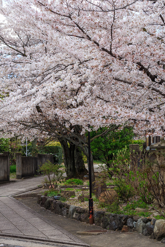 上品蓮台寺・桜三昧_f0155048_22212719.jpg