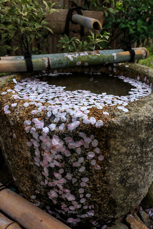 上品蓮台寺・桜三昧_f0155048_22213170.jpg