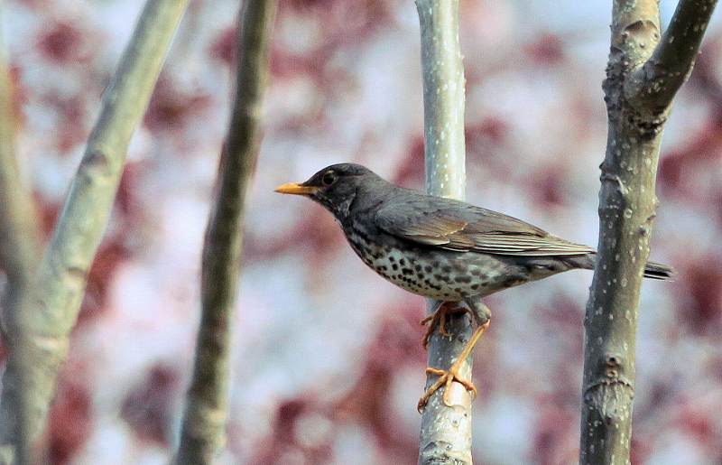 今日の鳥　　２０１４年５月８日（木曜日）_d0171050_19431755.jpg