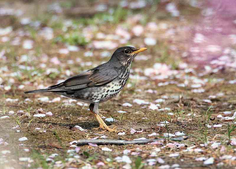 今日の鳥　　２０１４年５月８日（木曜日）_d0171050_19432623.jpg