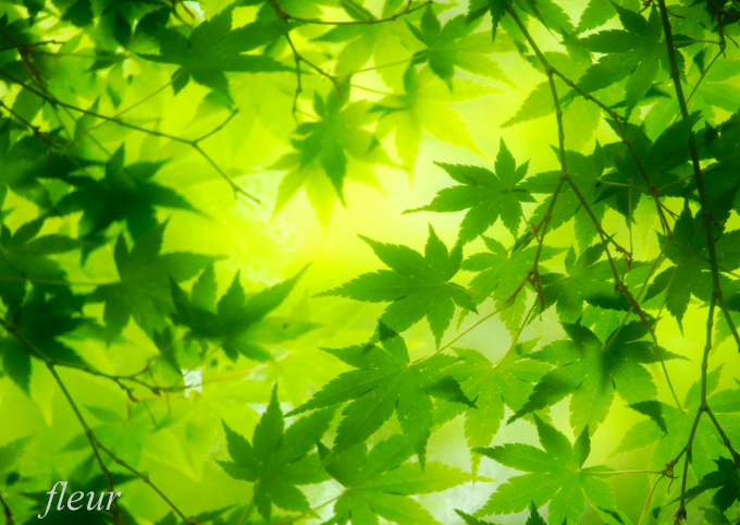 青もみじ Crystal Wayの作品 フルール花写真教室