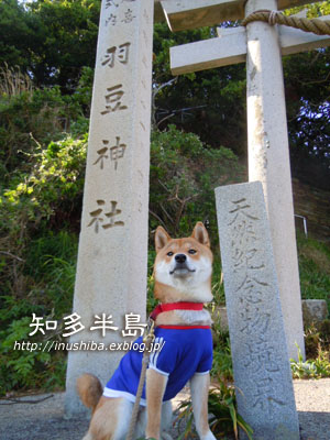 柴犬連れて半日ドライブ@知多半島_a0286855_13305355.jpg