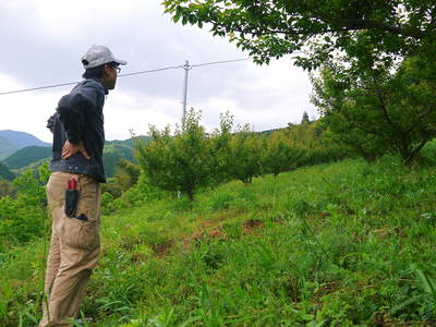 山あいの南高梅　6月上旬の青梅出荷に向け、順調に成長中!!_a0254656_1754669.jpg