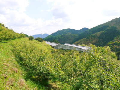 山あいの南高梅 6月上旬の青梅出荷に向け、順調に成長中!!_a0254656_18595111.jpg