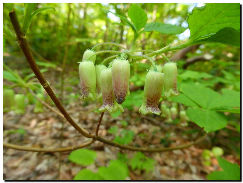 富士写ヶ岳のお花たち_c0311956_13484723.jpg