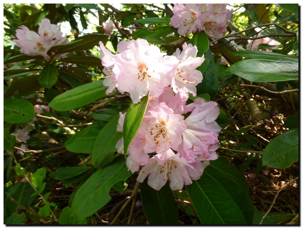 富士写ヶ岳のお花たち_c0311956_1349948.jpg