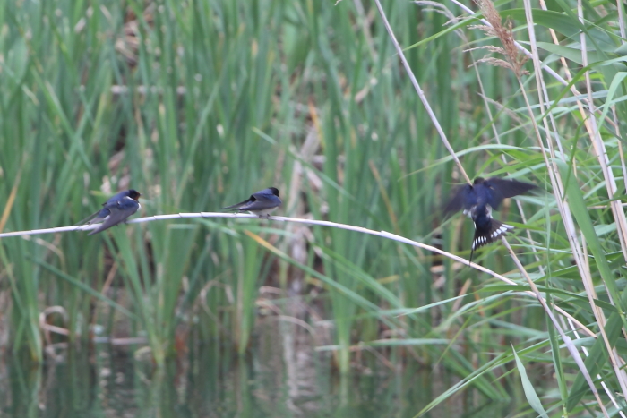 ★先週末の鳥類園(2014.5.3~6)_e0046474_18282658.jpg