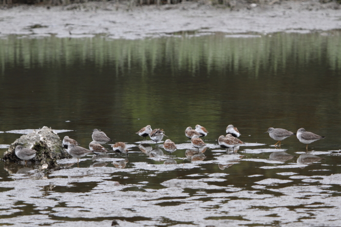 ★先週末の鳥類園(2014.5.3~6)_e0046474_1828523.jpg