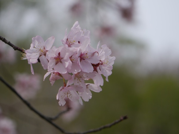 蝦夷山桜満開・・・トラピスチヌの森_f0146174_20042823.jpg