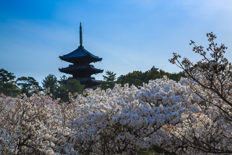 桜2014！　～総集編～_b0128581_22283452.jpg