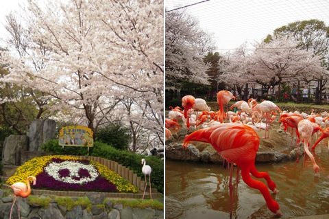 王子動物園の桜_d0076283_1422436.jpg