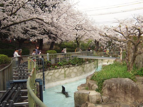 王子動物園の桜_d0076283_1441813.jpg