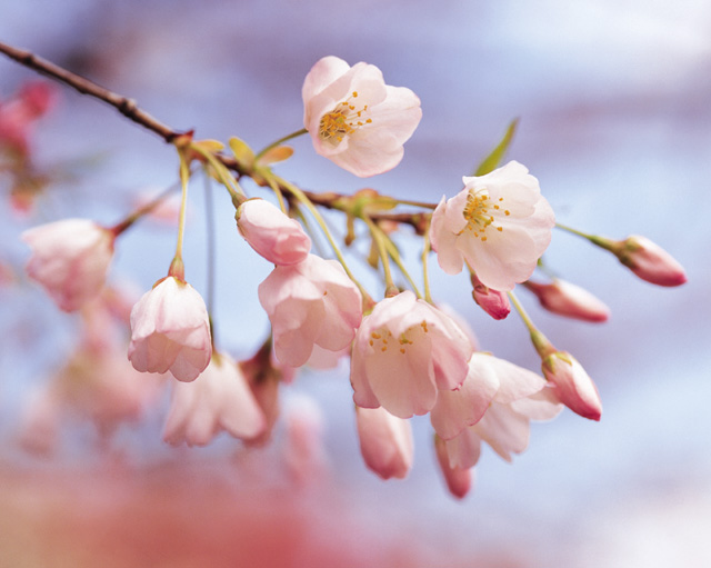 桜の花びらが････_f0118184_17301265.jpg