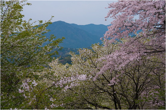 東脊振の千本桜_e0176993_5241592.jpg