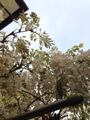 5月のロゼブランシェ_c0195496_23422410.jpg
