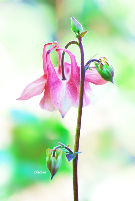 西洋オダマキ、胡桃の花、ドイツスズラン、アリウム、ヒオウギアヤメ_f0053297_5531783.jpg