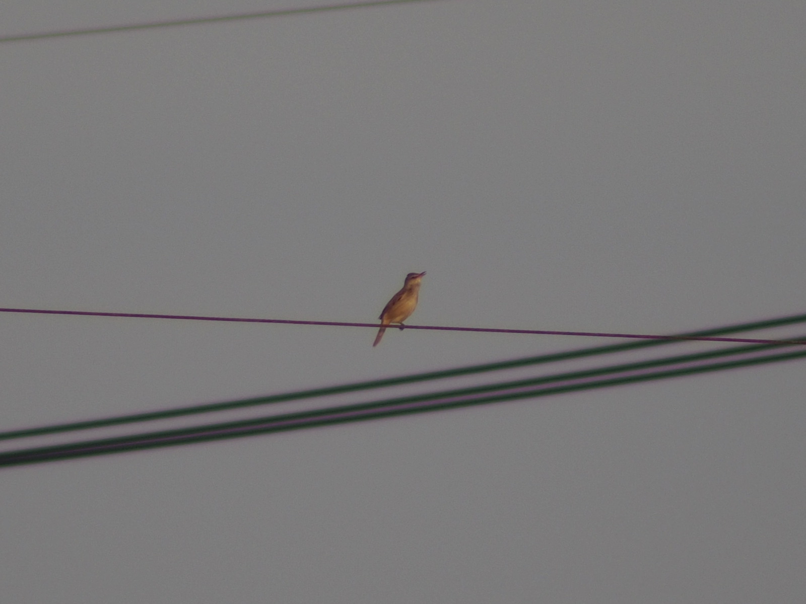 2014年5月4日 しんたろう号と久万川_f0108797_09571799.jpg