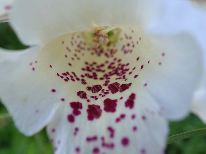 c0049299_21475356.jpg