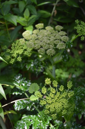 c0124100_00243.jpg