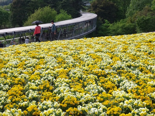 鳥取花回廊の花々_c0017802_17483460.jpg